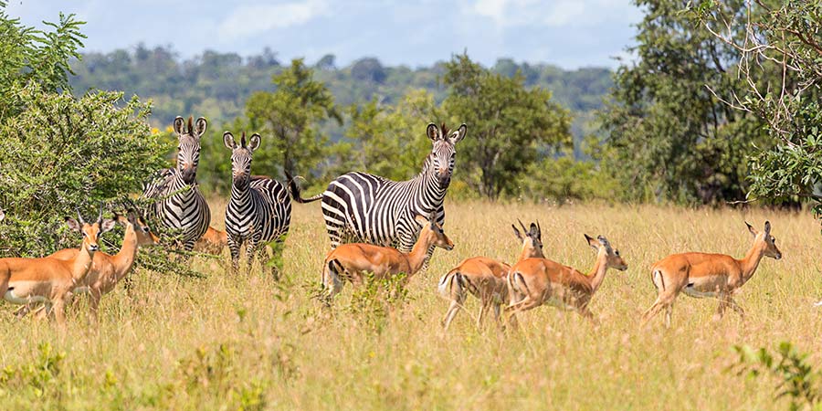 Nyerere National Park