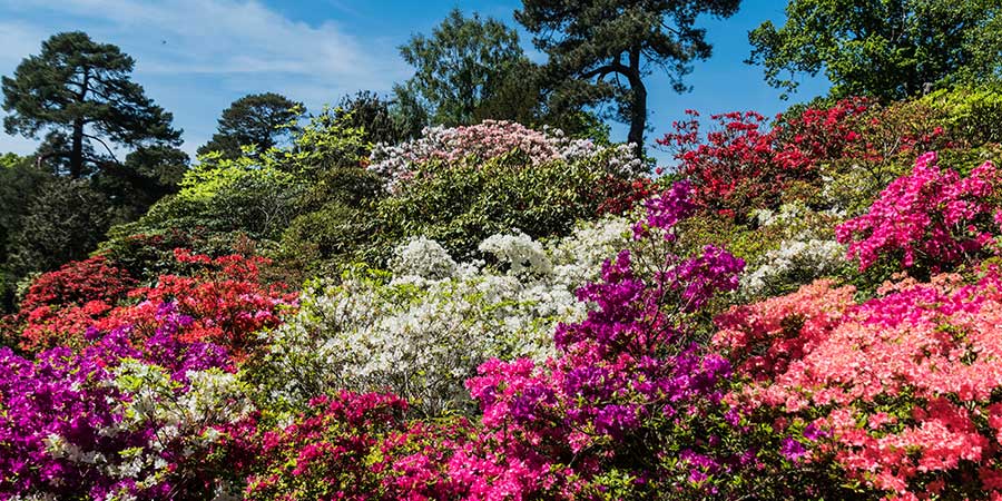 Riding the Rhododendron Line through Exbury Gardens