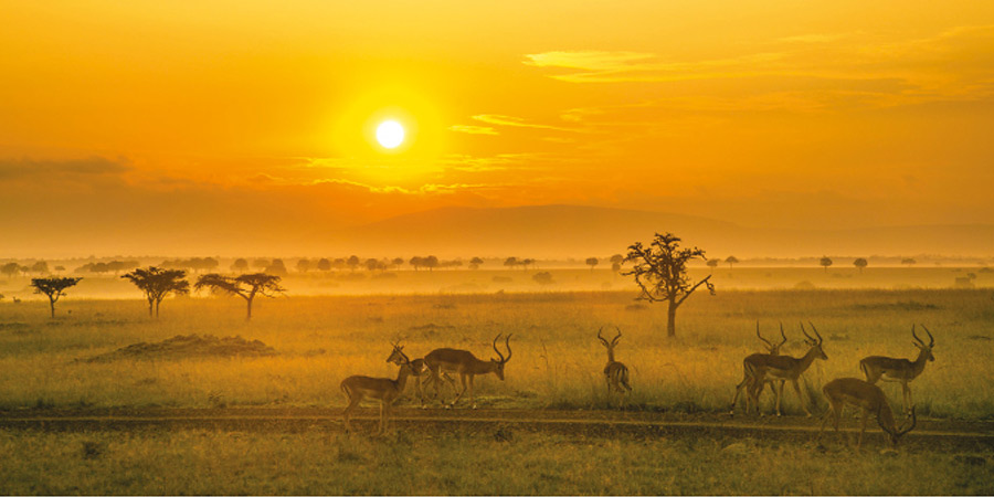 Viewing wildlife in the Maasai Mara Game Reserve