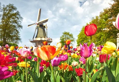 Tulips Cruise Tulips Cruise