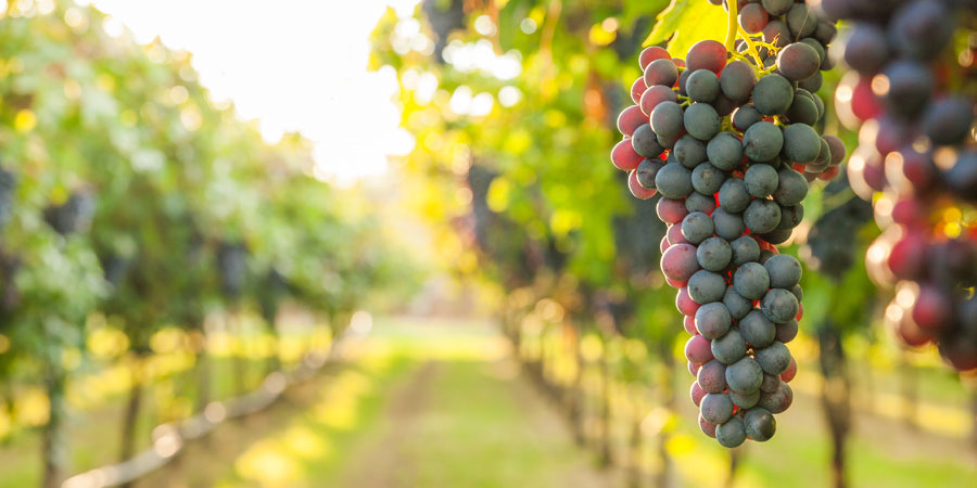 Tasting your way through wine country